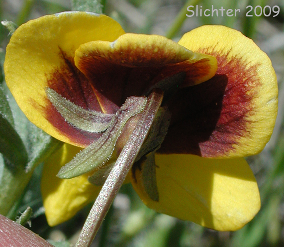 Backside of the corolla of Douglas Violet, Golden Violet: Viola douglasii