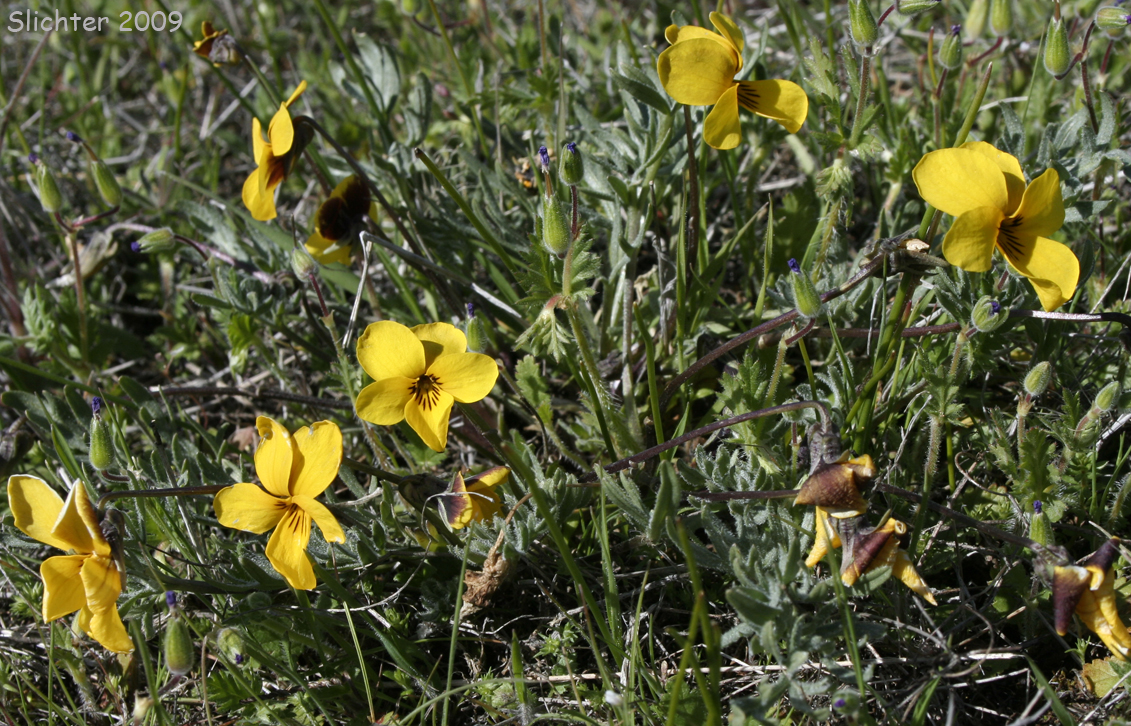 Douglas Violet, Golden Violet: Viola douglasii