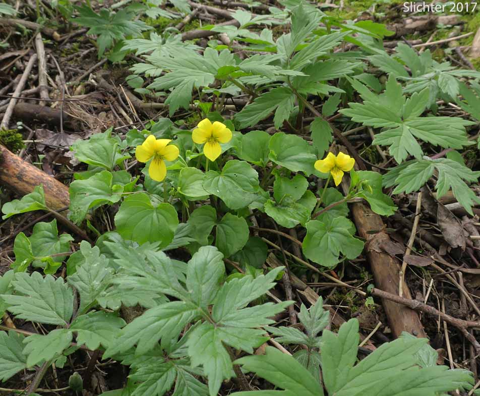 Stream Violet, Pioneer Violet, Stream Violet, Wood Violet: Viola glabella