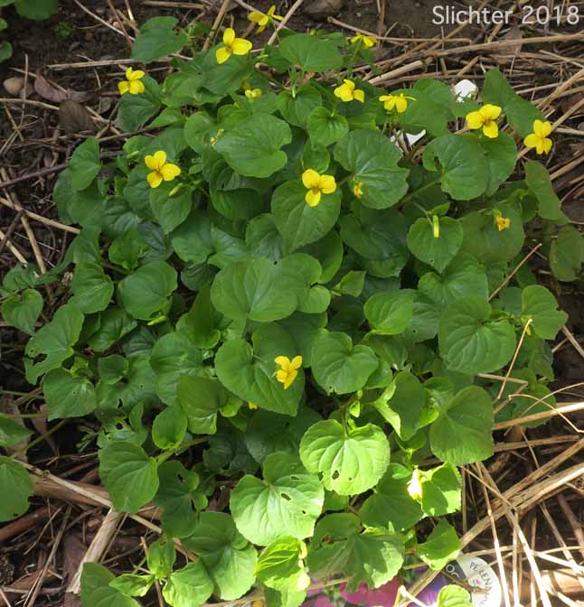 Stream Violet, Pioneer Violet, Stream Violet, Wood Violet: Viola glabella