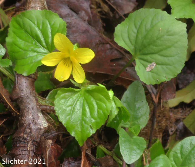 Stream Violet, Pioneer Violet, Stream Violet, Wood Violet: Viola glabella