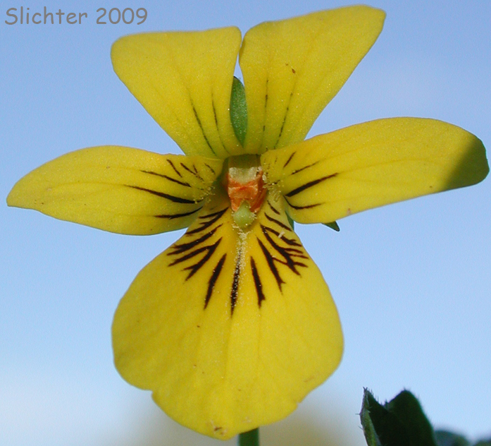 Flower of Wood Violet, Pioneer Violet, Streambank Violet: Viola glabella