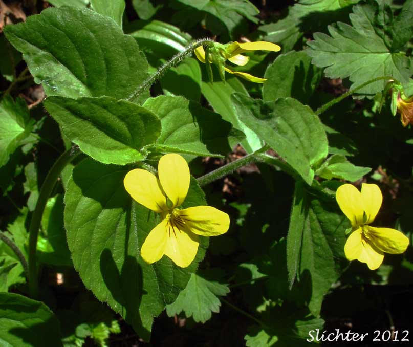 Stream Violet, Pioneer Violet, Stream Violet, Wood Violet: Viola glabella