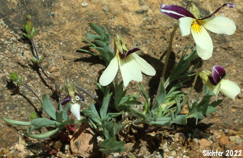Hall's Violet, Oregon Violet: Viola hallii