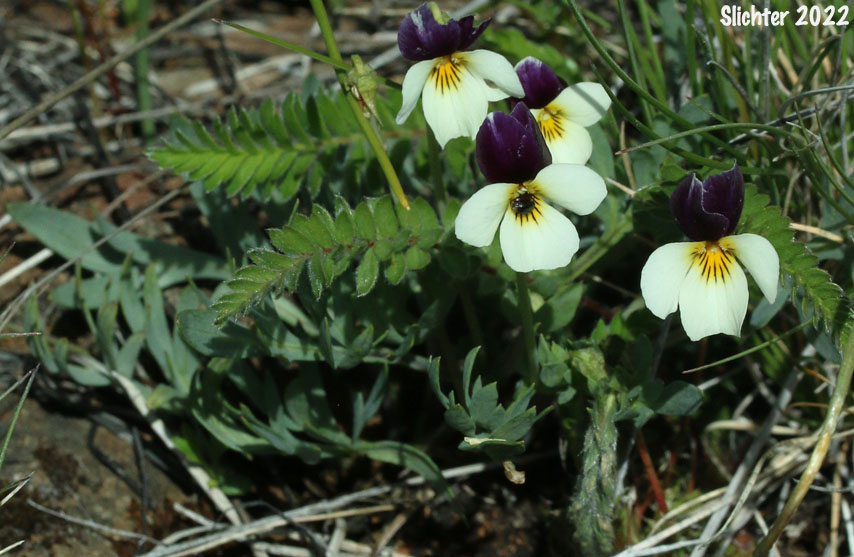 Hall's Violet, Oregon Violet: Viola hallii