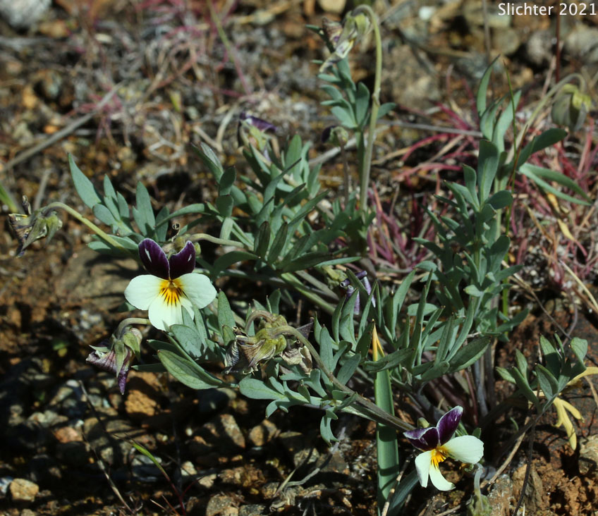 Hall's Violet, Oregon Violet: Viola hallii