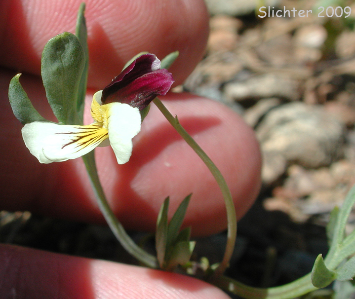 Hall's Violet, Oregon Violet: Viola hallii
