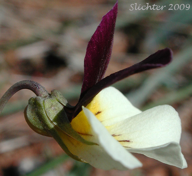 Sideview of flower of Hall's Violet, Oregon Violet: Viola hallii