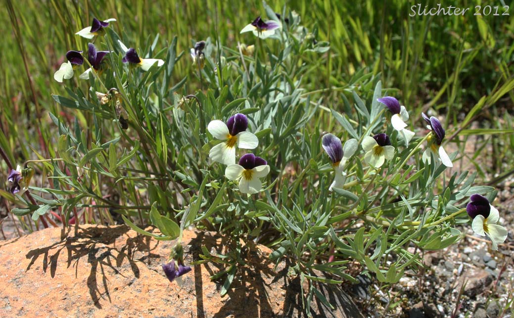 Hall's Violet, Oregon Violet: Viola hallii