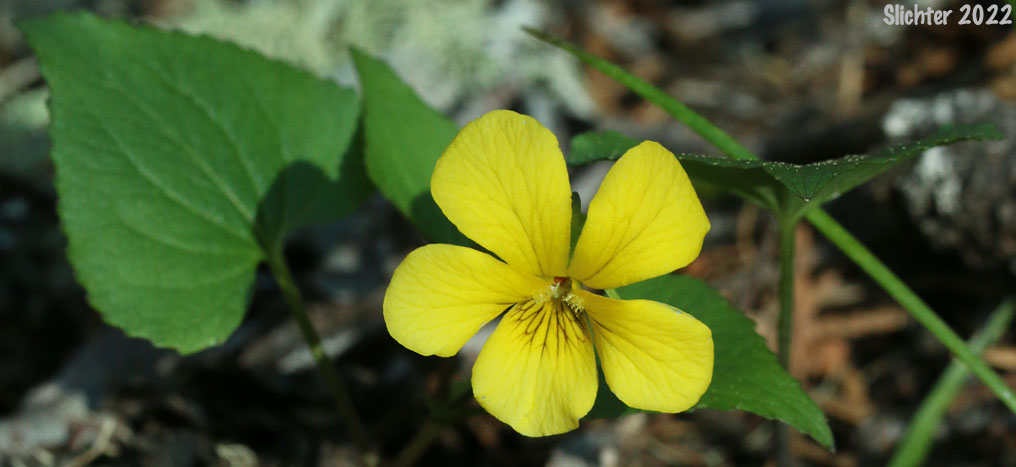 Northern Pine Violet: Viola lobata ssp. integrifolia (Synonym: Viola lobata var. integrifolia)