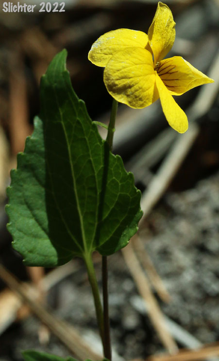 Northern Pine Violet: Viola lobata ssp. integrifolia (Synonym: Viola lobata var. integrifolia)