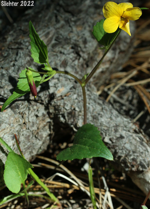 Northern Pine Violet: Viola lobata ssp. integrifolia (Synonym: Viola lobata var. integrifolia)