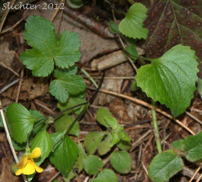 Northern Pine Violet: Viola lobata ssp. integrifolia (Synonym: Viola lobata var. integrifolia)