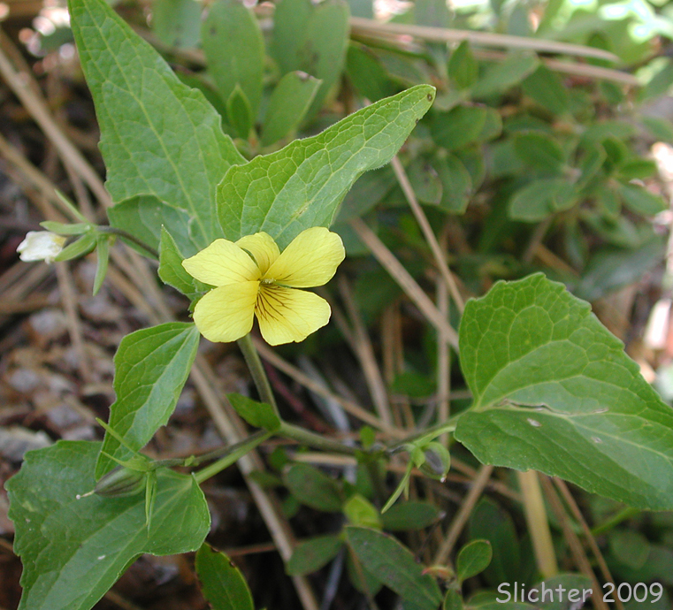 Upland Yellow Violet, Wavyleaf Violet: Viola praemorsa ssp. linguifolia