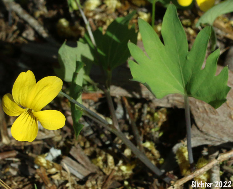 Pine Violet: Viola lobata ssp. lobata (Synonyms: Viola lobata var. lobata, Viola psychodes)