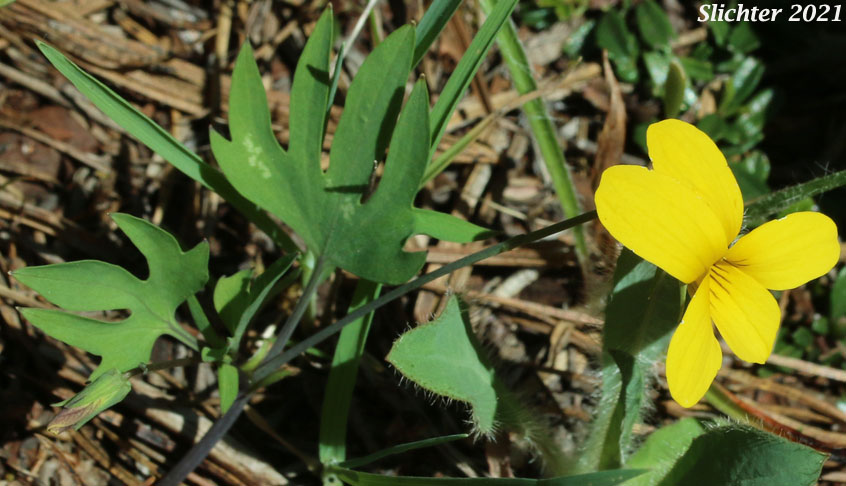 Pine Violet: Viola lobata ssp. lobata (Synonyms: Viola lobata var. lobata, Viola psychodes)