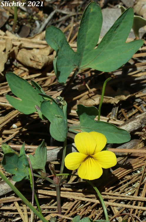 Pine Violet: Viola lobata ssp. lobata (Synonyms: Viola lobata var. lobata, Viola psychodes)