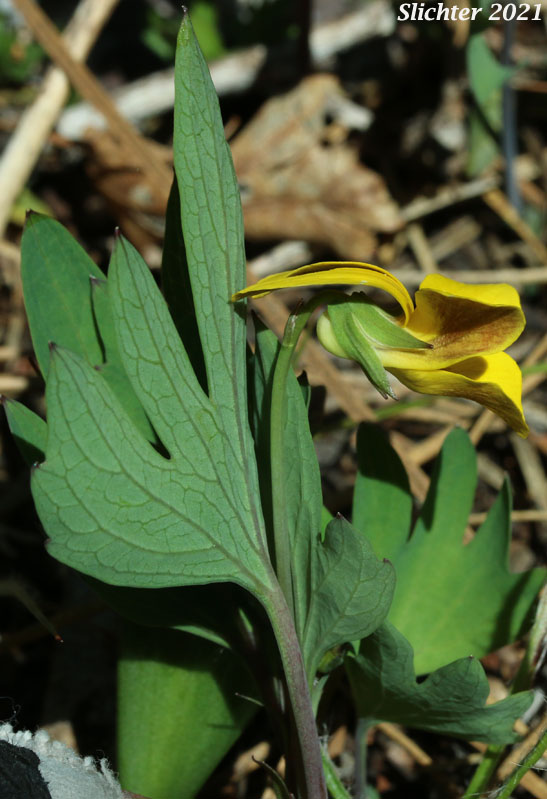 Pine Violet: Viola lobata ssp. lobata (Synonyms: Viola lobata var. lobata, Viola psychodes)