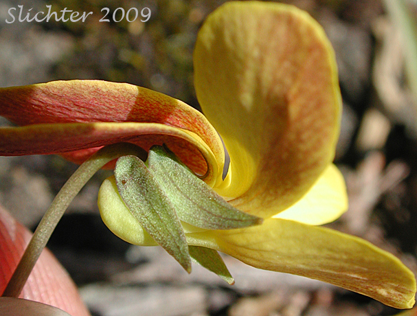 Sideview of flower of Pine Violet: Viola lobata ssp. lobata (Synonyms: Viola lobata var. lobata, Viola psychodes)