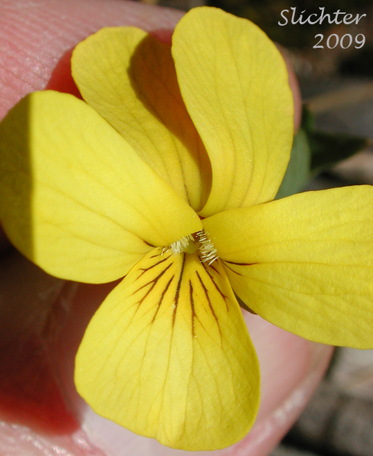 Flower of Pine Violet: Viola lobata ssp. lobata (Synonyms: Viola lobata var. lobata, Viola psychodes)