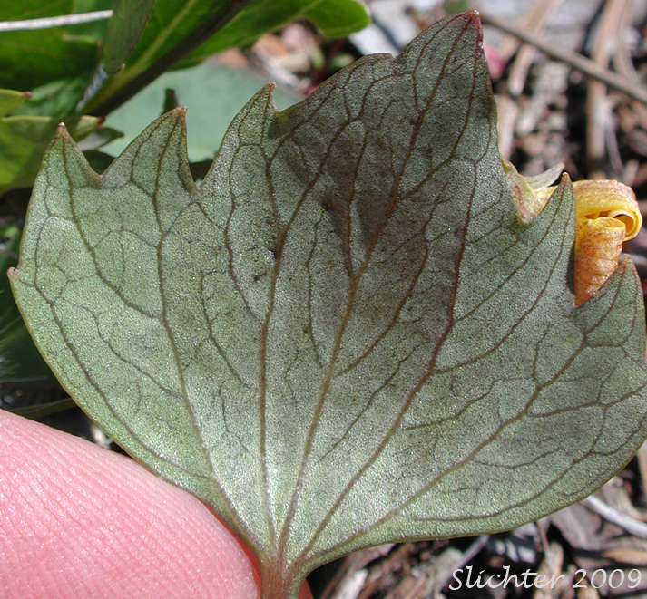 Leaf of Pine Violet: Viola lobata ssp. lobata (Synonyms: Viola lobata var. lobata, Viola psychodes)