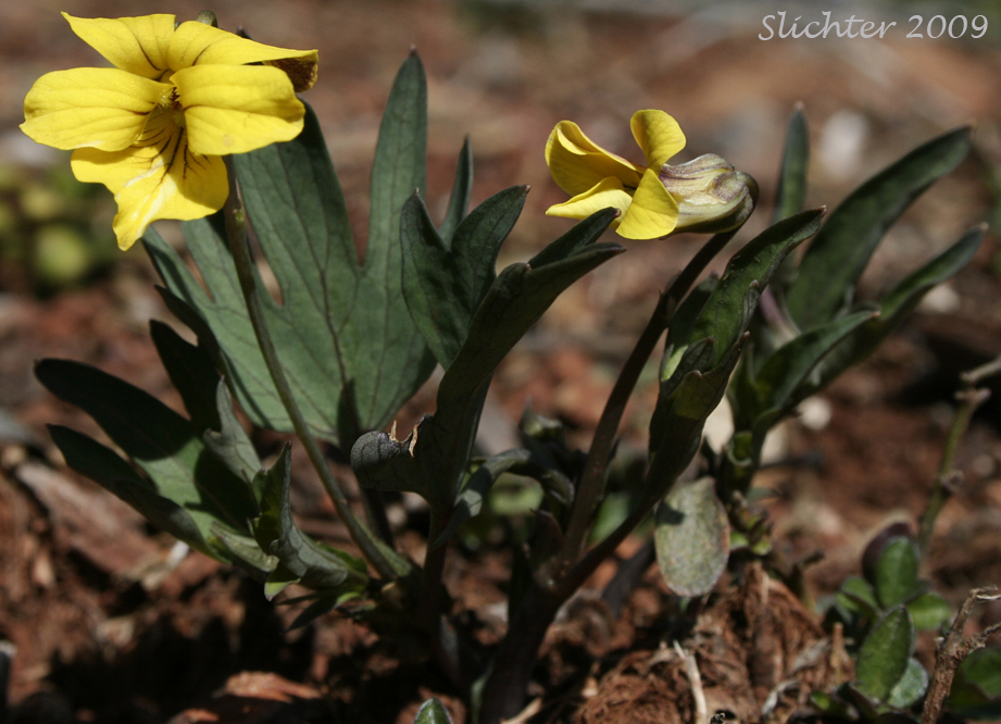 Pine Violet: Viola lobata ssp. lobata (Synonyms: Viola lobata var. lobata, Viola psychodes)