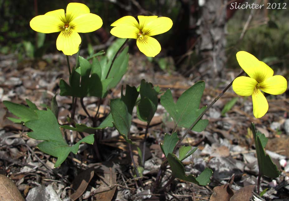 Pine Violet: Viola lobata ssp. lobata (Synonyms: Viola lobata var. lobata, Viola psychodes)