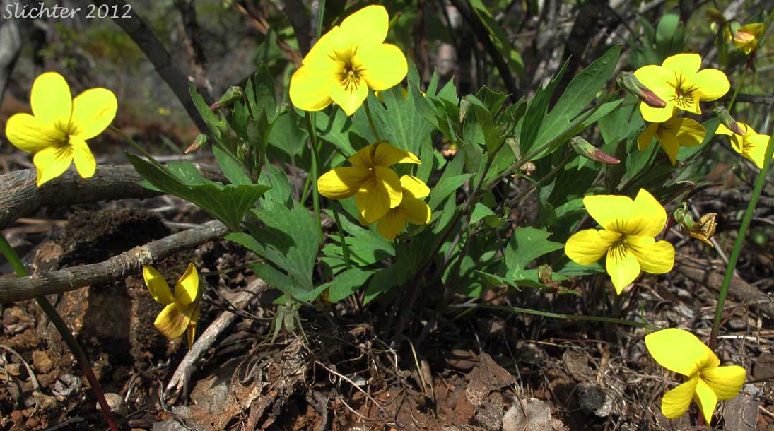 Pine Violet: Viola lobata ssp. lobata (Synonyms: Viola lobata var. lobata, Viola psychodes)