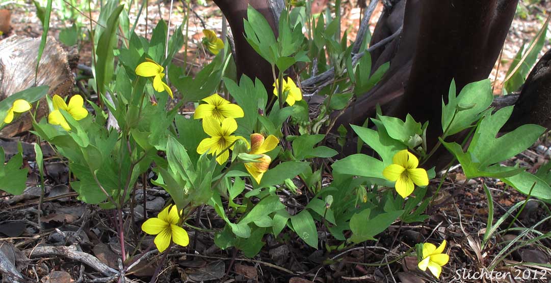 Pine Violet: Viola lobata ssp. lobata (Synonyms: Viola lobata var. lobata, Viola psychodes)