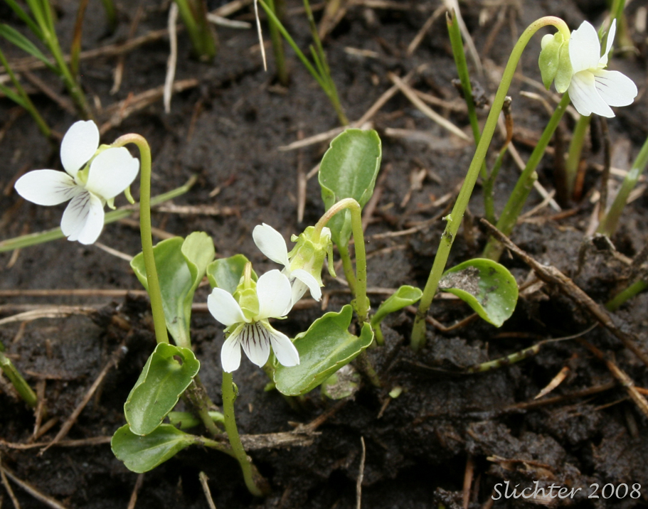 Small White Violet: Viola macloskeyi var. macloskeyi