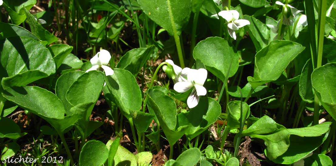 Small White Violet: Viola macloskeyi var. macloskeyi