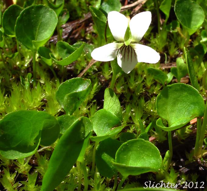 Small White Violet: Viola macloskeyi var. macloskeyi