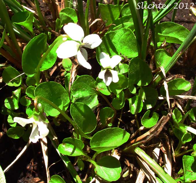 Small White Violet: Viola macloskeyi var. macloskeyi