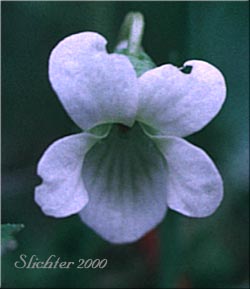 Marsh Violet: Viola palustris (Synonyms: Viola palustris var. brevipes, Viola palustris var. palustris)