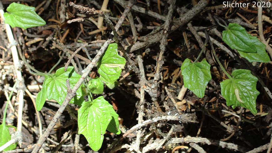 Goosefoot Violet, Mountain Violet: Viola purpurea ssp. integrifolia (Synonym: Viola purpurea var. integrifolia)