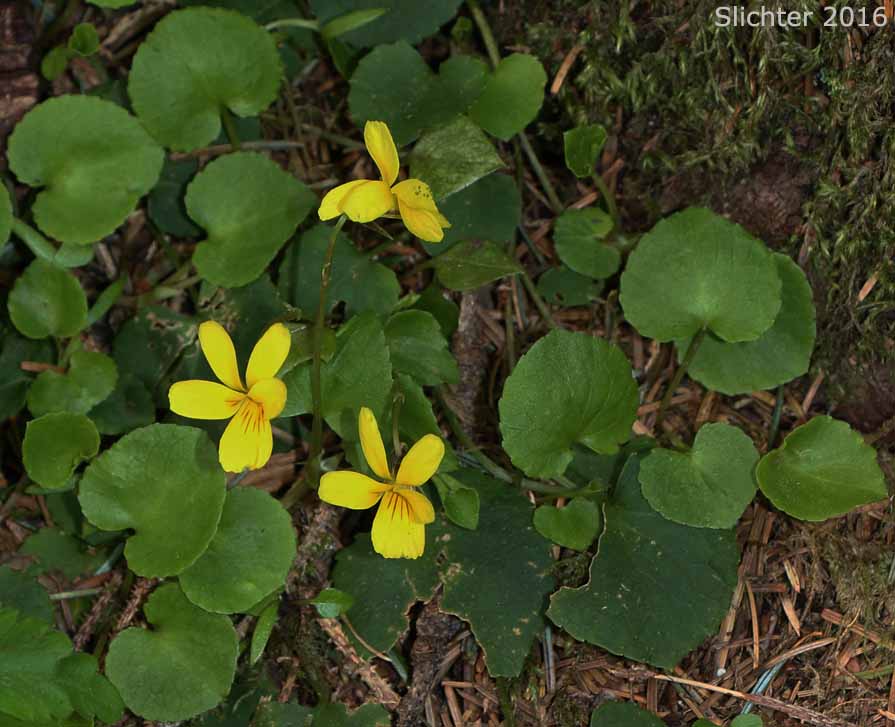 Redwood Violet, Redwoods Violet, Evergreen Violet: Viola sempervirens