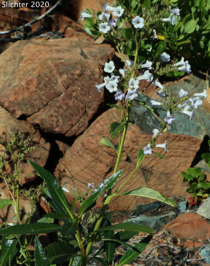 Yerba Santa: Eriodictyon californicum