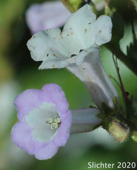 Yerba Santa: Eriodictyon californicum