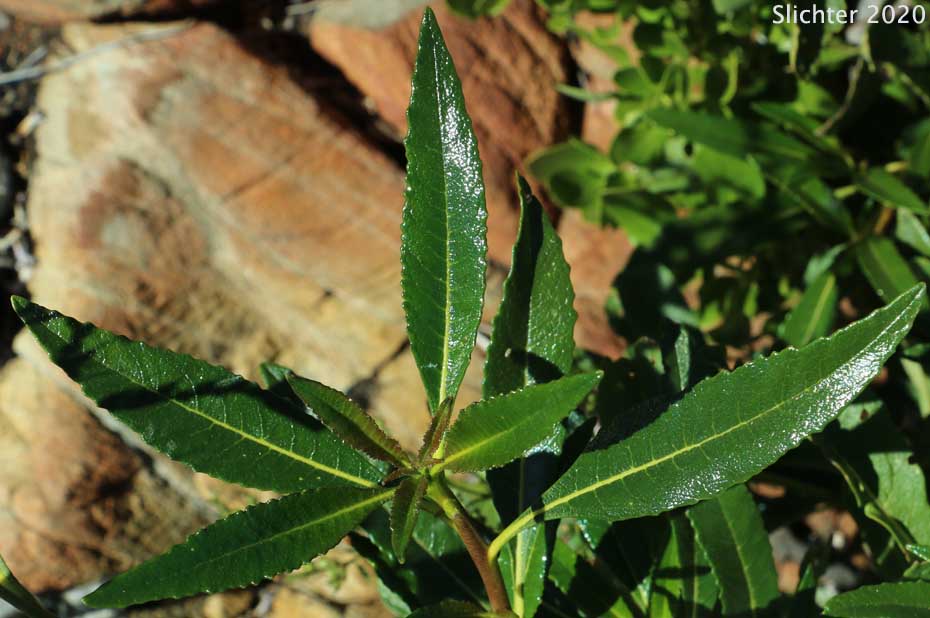 Yerba Santa: Eriodictyon californicum