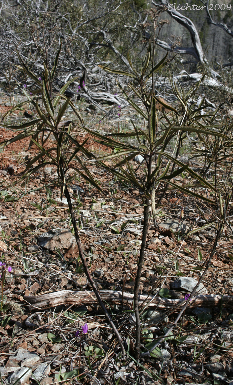 Yerba Santa: Eriodictyon californicum