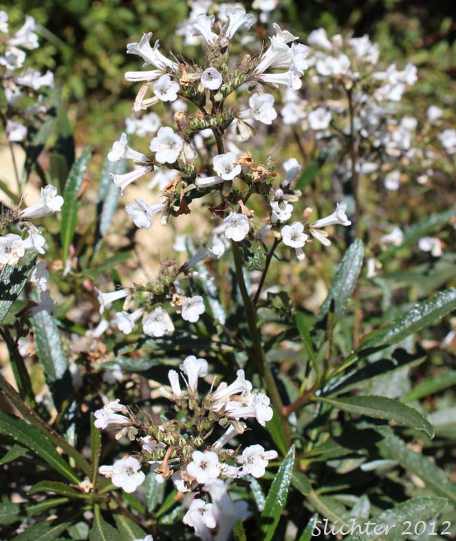 Yerba Santa: Eriodictyon californicum