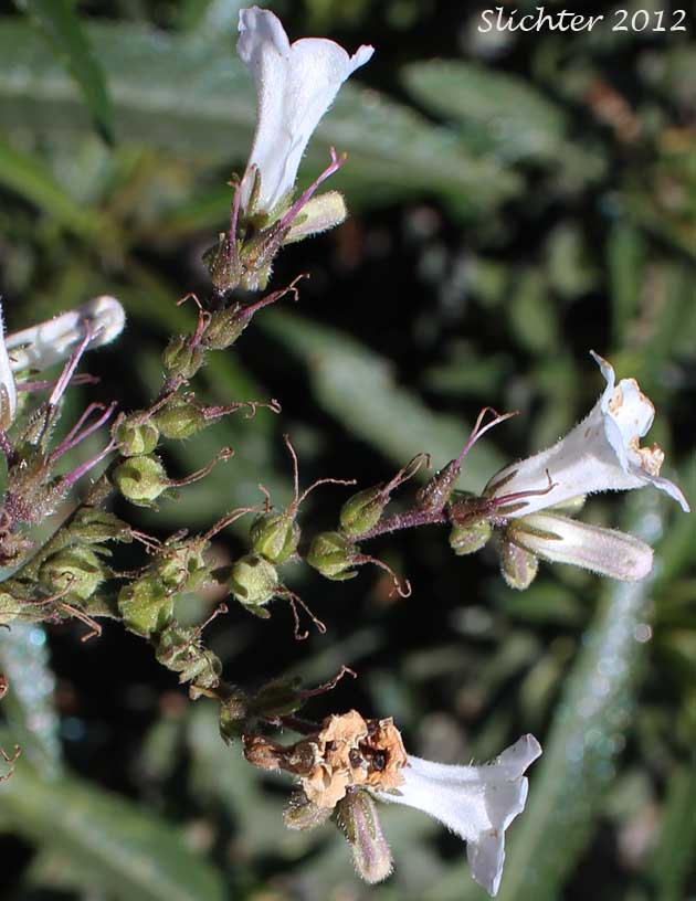 Yerba Santa: Eriodictyon californicum