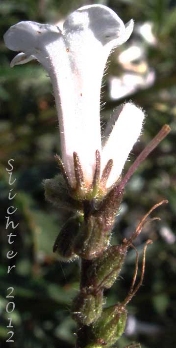 Flower of Yerba Santa: Eriodictyon californicum