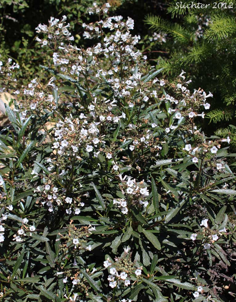 Yerba Santa: Eriodictyon californicum