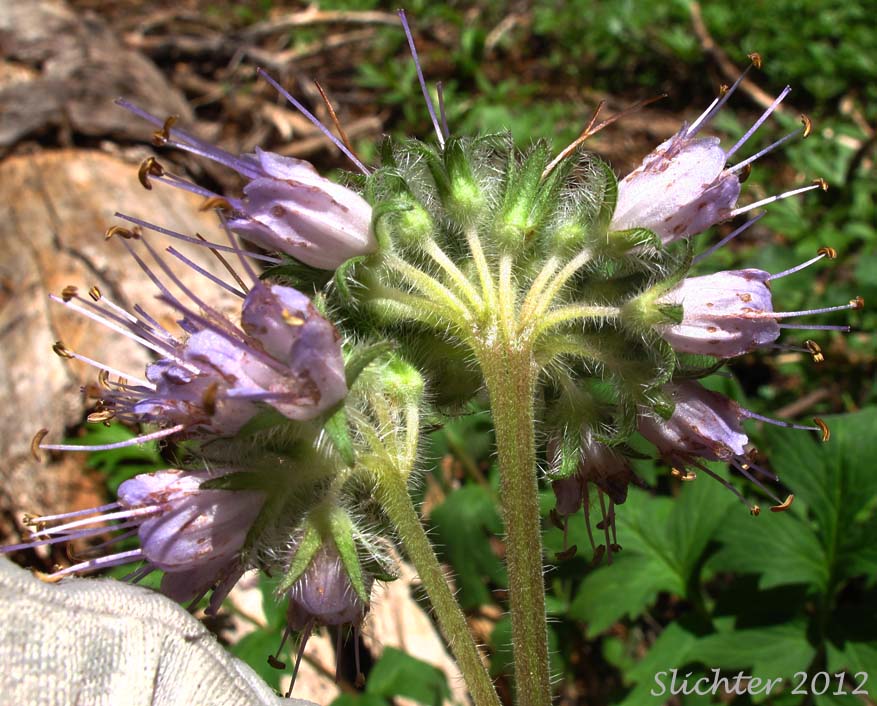 Inflorescence of Western Waterleaf: Hydrophyllum occidentale (Synonyms: Hydrophyllum occidentale var. occidentale, Hydrophyllum occidentale var. watsonii)