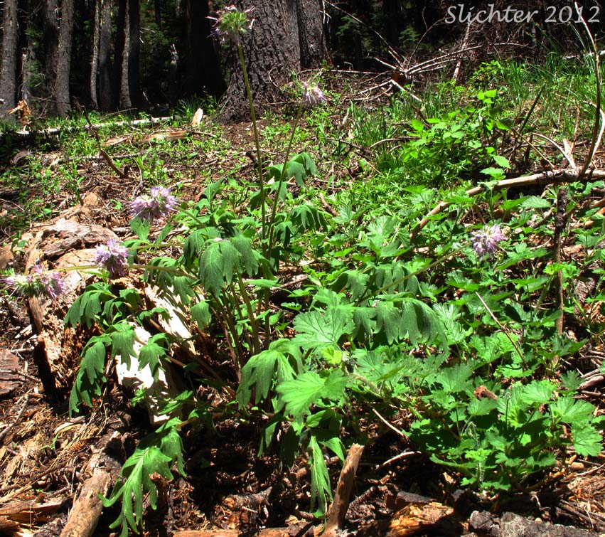 Western Waterleaf: Hydrophyllum occidentale (Synonyms: Hydrophyllum occidentale var. occidentale, Hydrophyllum occidentale var. watsonii)