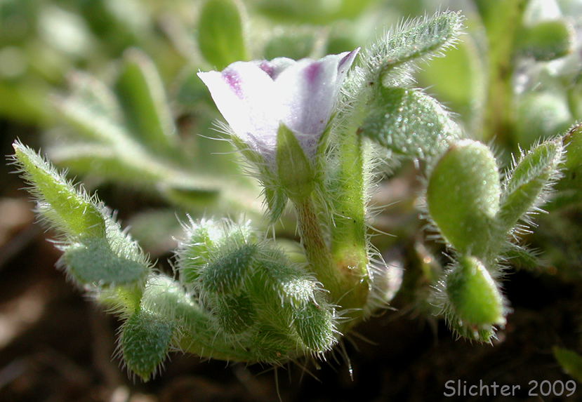 Meadow Baby-blue-eyes, Meadow Nemophila, Spreading Nemophila: Nemophila pedunculata