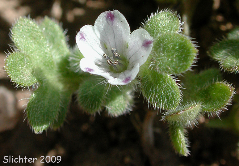 Meadow Baby-blue-eyes, Meadow Nemophila, Spreading Nemophila: Nemophila pedunculata