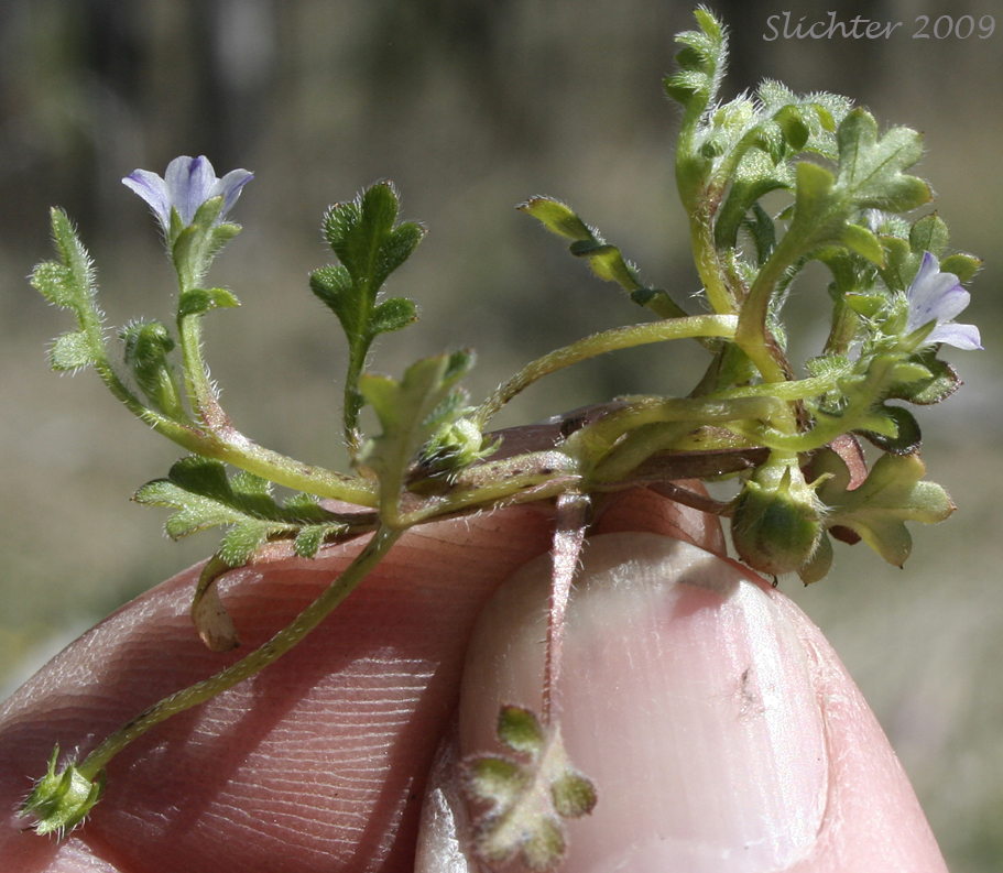 Meadow Baby-blue-eyes, Meadow Nemophila, Spreading Nemophila: Nemophila pedunculata