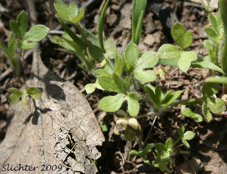 Meadow Baby-blue-eyes, Meadow Nemophila, Spreading Nemophila: Nemophila pedunculata